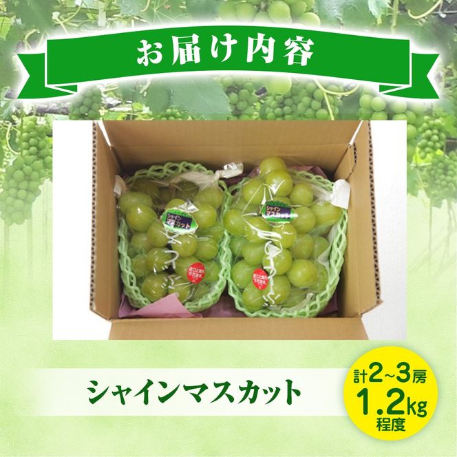【数量限定】シャインマスカット 1.2kg 農家直送（ぶどう 葡萄 高級フルーツ 甘い 高糖度 ジューシー みずみずしい 芳醇 数量限定 期間限定 旬の果物 人気返礼品 )