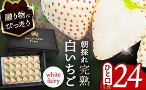 【先行予約】 ＼毎年1月より順次発送／ 白いちご　White Fairy 24粒 果物 いちご フルーツ 愛西市 / くぼ苺農園 【配達不可：北海道・沖縄・離島】[AECJ018]