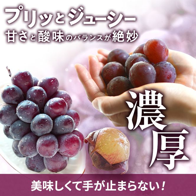 訳あり 辻葡萄園 の ピオーネ 約2kg ご家庭用 岡山県産 ぶどう 葡萄 果物 フルーツ 2026年 先行予約 果物類 数量限定