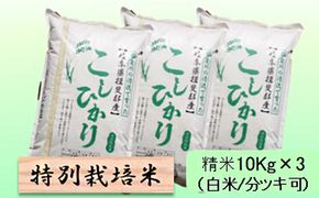 特別栽培米 【 令和8年産 】 精米 30kg（白米/5分/7分ツキ可）【 コシヒカリ 】玄米は別に出品