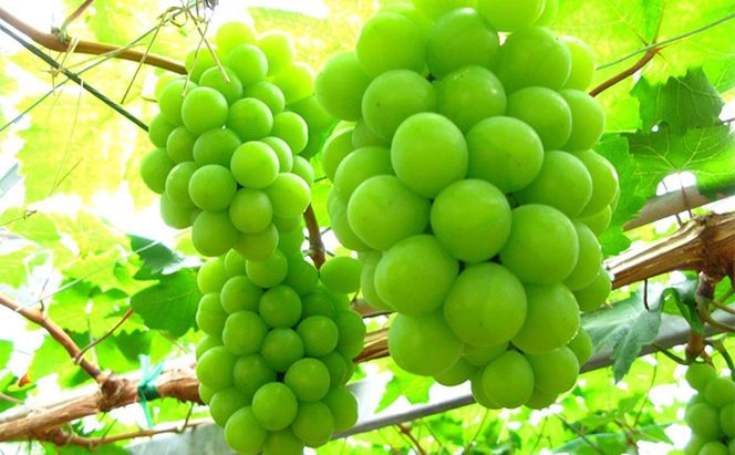 ぶどう 2026年 先行予約 シャイン マスカット 晴王 2房 合計1.4kg以上 マスカット ブドウ 葡萄  岡山県産 国産 フルーツ 果物 ギフト 環山堂 