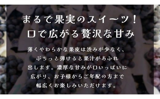 ナガノパープル 約5kg (7～9房)【2026年9月上旬発送開始】(茨城県共通返礼品：大子町) ぶどう 葡萄 ブドウ 果物 フルーツ 果実        