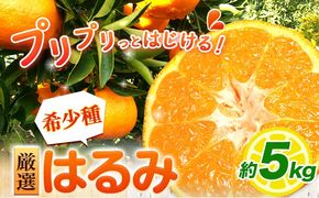＜2月より発送＞厳選 はるみ 5kg +250g 池田鹿蔵農園 日高町《2月上旬-3月末頃出荷》和歌山県 日高町 はるみ みかん 柑橘 フルーツ デコポンの姉妹品種 光センサー選別【配送不可地域あり】---wsh_idn326_2j3m_25_19000_5kg---