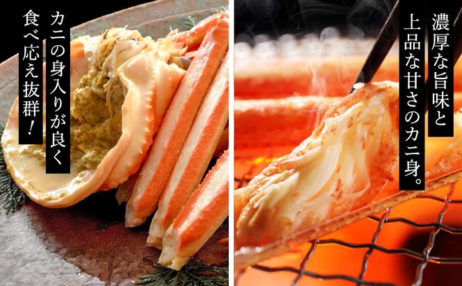 期間・数量限定 タグ付き 津居山産 松葉ガニ 1杯 / 活 700g～800g / 新鮮 松葉がに 松葉蟹 ズワイガニ ずわいがに かに カニ 蟹 冷蔵 海鮮 お取り寄せ グルメ 兵庫県 豊岡市 津居山漁港 但馬漁業協同組合