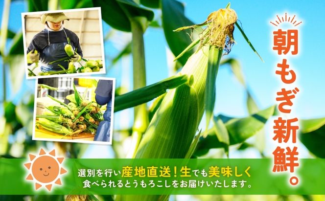 北海道産 青野農園 めぐみ ゴールド 2Lサイズ 約10kg 先行受付 2026年8月中旬頃から出荷 スイートコーン 北海道 とうもろこし トウモロコシ コーン 恵味 旬 朝採れ 新鮮 野菜 農作物 産地直送 甘い 