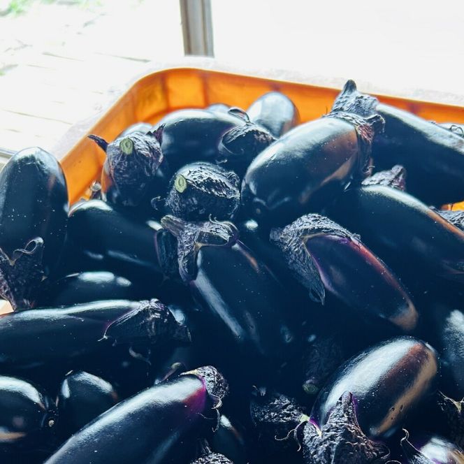 揚げナス 600ｇ【乱切り】海洋深層水仕込みのナス使用 カット済 揚げなす 野菜 やさい ナス なす 茄子 生産量日本一 高知 室戸 惣菜 便利 用途 豊富 カット野菜 調理 ハウス栽培 小分け 5000