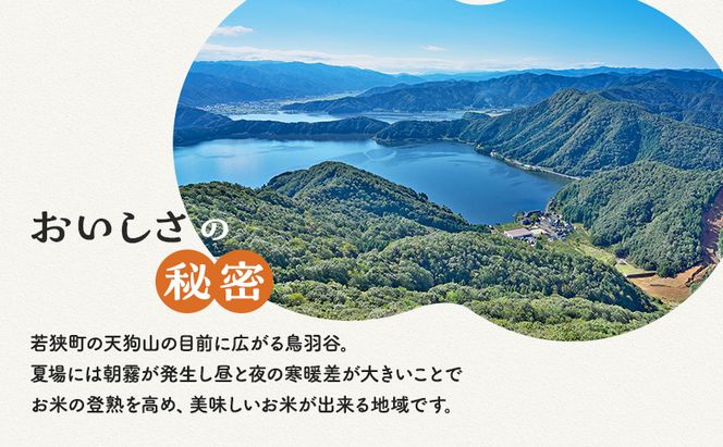 【令和5年福井県若狭町産】コシヒカリ（1等米）精米10kg お米ブランド米 白米 ご飯 おにぎり お弁当 和食 粘り もちもち 甘み 安心 安全