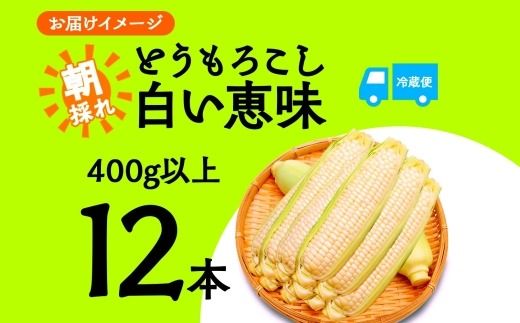 ＜2026年発送先行予約＞とうもろこし 白い恵味 ホワイト 400g以上×12本 高糖度 トウモロコシ スイートコーン 玉蜀黍 コーン 白 夏野菜 ジューシー 野菜 おやつ 甘い 旬 産地直送 送料無料 湖南野菜出荷組合 山梨県 富士河口湖町 FEM008