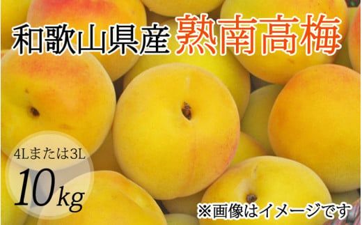 【梅干・梅酒用】（4Lまたは3L－10kg）熟南高梅 秀優混合 /梅 フルーツ 梅酒 青梅 生青梅 南高梅 完熟  果物 くだもの 食品 人気 おすすめ 送料無料 和歌山 ※2027年6月上旬～7月上旬頃発送予定 ※沖縄・離島への配送不可 【art007C】