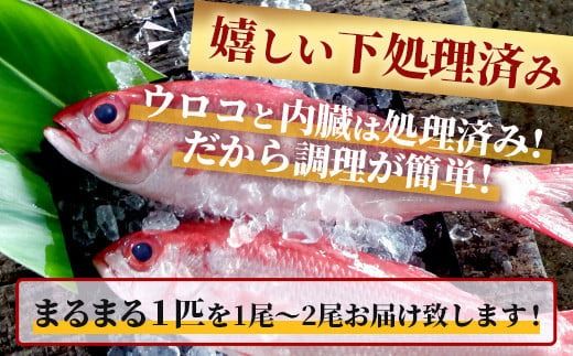 【予約受付】【3月以降順次発送】高級ブランド魚 尖閣赤マチ 1～2尾 合計約2kg 下処理済 【沖縄三大高級魚】尖閣諸島 刺身 焼魚 煮物 鮮魚 冷凍 ムニエル 天然 洋食 和食 白身魚 高級魚 GK-2