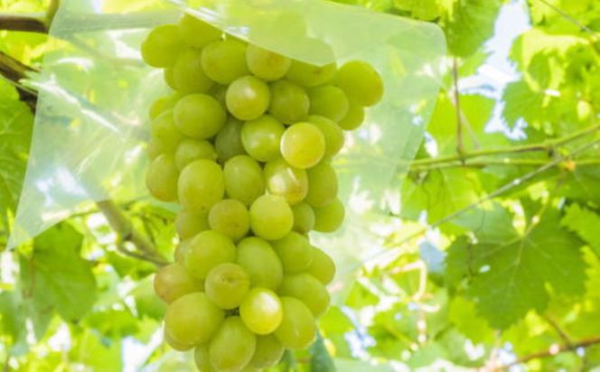 ★2026年度発送分★[新鮮・産直]和歌山県産完熟シャインマスカット約1kg ★2026年9月上旬頃より順次発送［TM182］ 303446_XH92142