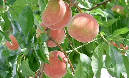 FYN9-731 ≪2026年先行予約≫ ご家庭用 8月発送 山形県産 品種おまかせ 白桃 約3kg(7～13玉) 2026年8月上旬から順次発送 はくとう 桃 もも モモ 果物 くだもの 夏果実 フルーツ 訳あり 農業者支援 家庭用 自宅用 産地直送 山形県 西川町 月山