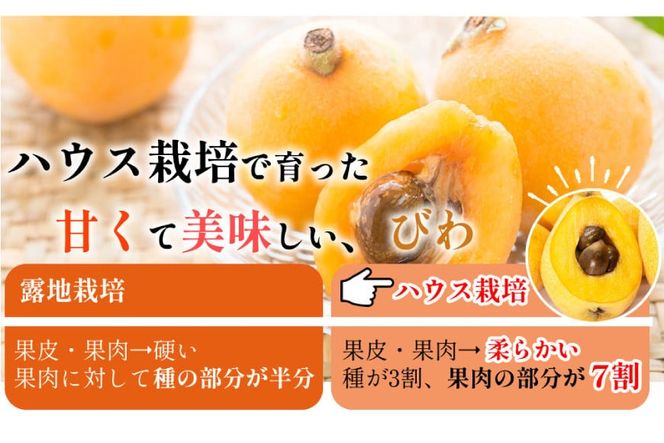 AH093 【先行受付】長崎県産 ハウスびわ 約500g 化粧箱入り 【 フルーツ 果物 くだもの びわ ビワ 枇杷 数量限定 季節限定 初夏 冷蔵 長崎県 島原市 】