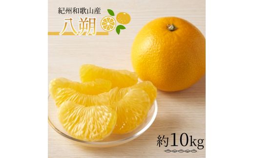 紀州和歌山産 八朔(はっさく) 約10kg ※2027年1月下旬頃〜2027年2月上旬頃に順次発送 ※日付指定不可 八朔 はっさく 柑橘 果物 くだもの フルーツ[uot785]