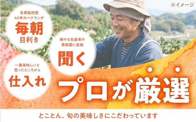 【年6回 偶数月コース】果物屋が選ぶ旬のフルーツ定期便 ハウスびわ メロン ぶどう (巨峰) みかん など / 南島原市 / 贅沢宝庫 [SDZ022]