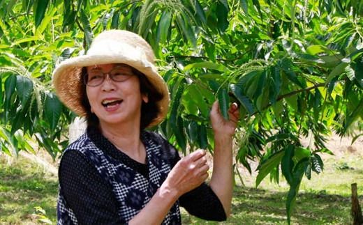 小布施栗（無燻蒸生栗） 約1kg 約2kg 選べる内容量 ［小布施屋］ 果物 フルーツ 生栗 くり 日本三大栗 令和7年産【2025年9月中旬～10月下旬発送】