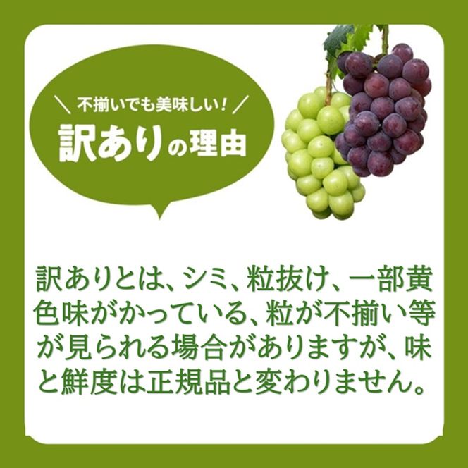 2026年 早期受付 ぶどう 瀬戸ジャイアンツ 3～5房 約2kg 岡山県高梁市産 うめづぶどう園 化粧箱入り 葡萄 ブドウ 訳あり