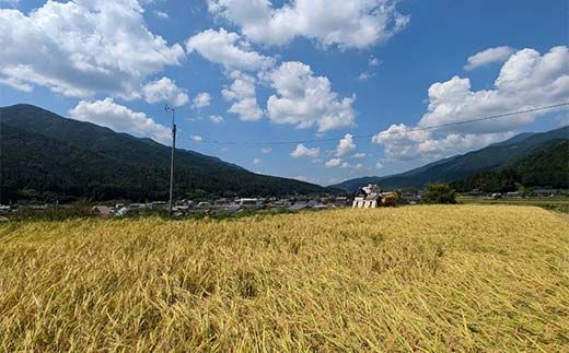 加子母産「いのちの壱」2kg F4N-2717