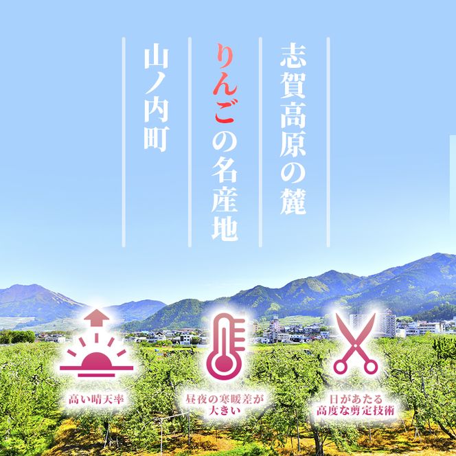 【2026年発送】志賀高原の麓で育った サンふじ 丸秀36玉 約10kg りんご 10kg フルーツ 果物 デザート 長野