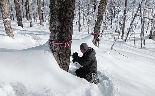 メープルシロップ「snow」（65g）5本セット  国産 北海道 樹液 食品 沼田町 n-0112