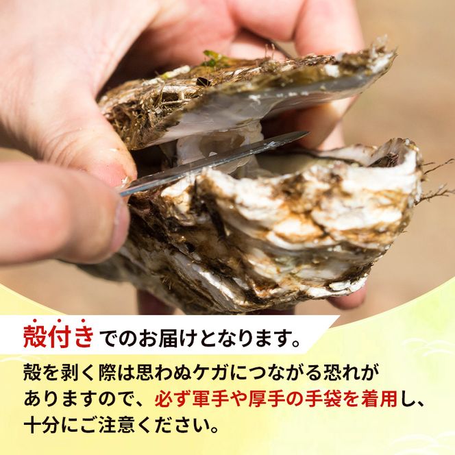【 先行予約 7月上旬～下旬発送予定】象潟産 天然岩牡蠣 10～12個 ナイフ付【 牡蠣 夏牡蠣 かき 象潟 生食可 魚介類 海鮮 海産物 海の幸 】
