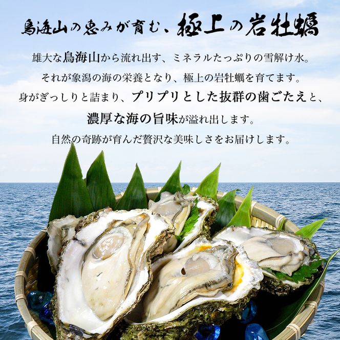 生食用 殻付き 象潟産 天然 岩牡蠣 10個 約3kg 相当 約300～400g/個 直径10cm 岩ガキ 冷蔵 濃厚 プリプリ 新鮮 殻剥きナイフなし 贈り物 ギフト お取り寄せ 国産 日本海 産地直送 秋田県 にかほ市マルイチ水産 送料無料