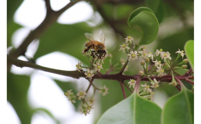 季節違いの峰山ハチミツ中瓶3本セット 372013_LC002