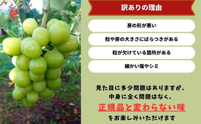 訳あり シャインマスカット 2～3房 合計1.6kg以上 産地直送 朝採れ ぶどう 葡萄 シャイン マスカット 岡山 Kawahara Green Farm 岡山県産 2026年 