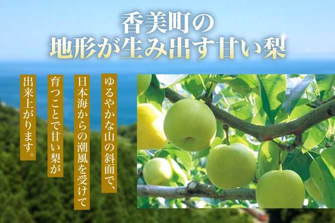 2026年産 先行予約【20世紀梨 ご自宅用 5kg サイズ L～5L混合（10～18玉）】【令和8年8月下旬以降発送予定】 ご自宅用  二十世紀梨 シャキシャキ 甘味 瑞々しさ 香住梨 フルーツ フルーツ先行予約 果物 なし ナシ 和梨 青梨 大人気 おすすめ ランキング 兵庫県 香美町 香住 JAたじま 12-20