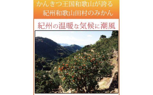 【ご家庭用訳あり】田村みかん　5kg ※2026年11月下旬～2027年1月下旬頃発送(お届け日指定不可)【uot754A】