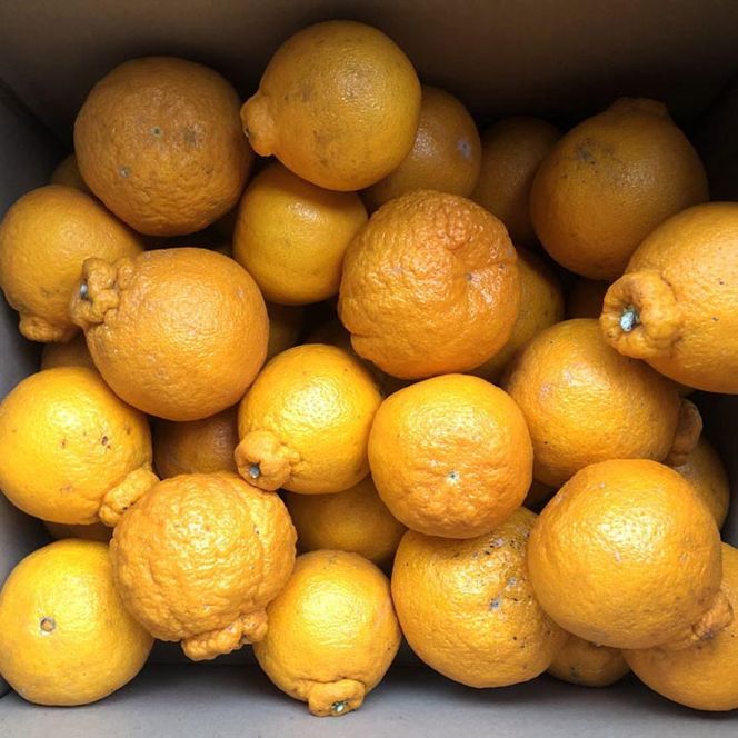 【先行予約】【濃厚】和歌山県有田産 不知火 約4.5kg（サイズ混合）