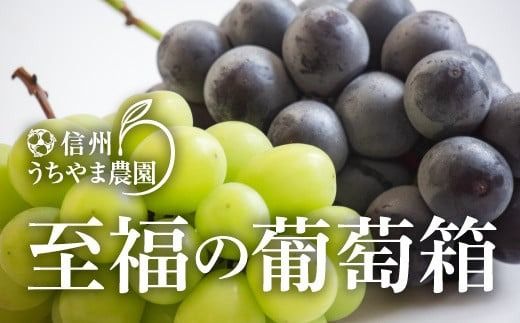 【秋に届く】至福の葡萄箱 合計1kg以上！(シャインマスカット、種なし巨峰 各1房) 《信州うちやま農園》■2025年発送■※9月中旬頃～10月下旬頃まで順次発送予定