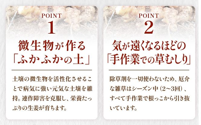 熟成信玄生姜パウダー　CE-2