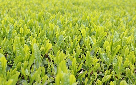 三芳町産狭山茶の詰め合わせ（高級煎茶100g×3本） 銘茶 煎茶 緑茶 お茶 抗酸化作用 カテキン鮮やか 色合い 旨み 渋み 茶匠の技 国産 FAA-106