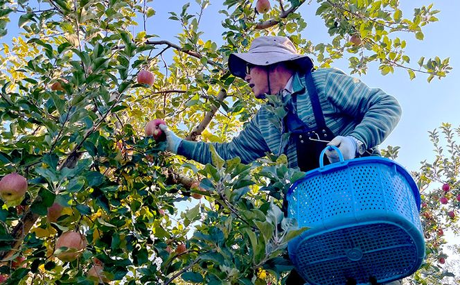 【2026年 11月～発送】りんご 訳あり サンふじ 約 3kg フルーツ 果物 旬 不揃い 先行予約 