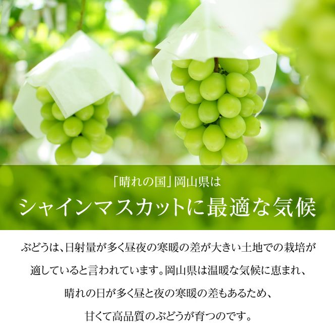 ぶどう 2026年 先行予約 ご家庭用 シャイン マスカット 晴王 優品 2房入り（1房 530g以上 露地栽培） ブドウ 葡萄  岡山県産 国産 フルーツ 果物 岡山の葡萄 