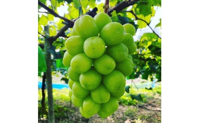 桐箱入 シャイン マスカット 1房 750g以上 葡萄 ぶどう フルーツ 岡山 高梁市産 赤迫農園 2026年 先行予約 果物 デザート 愛情 最高 新鮮 桐箱入り 美味しい 