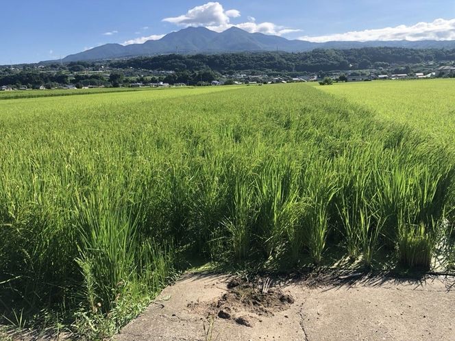 【3回 定期便】米 令和8年産 白米 ゆうだい21 5kg×3回 計15kg [穂足農園合同会社 山梨県 韮崎市 20745230] お米 ご飯 ごはん こめ コメ 美味しい 15キロ
