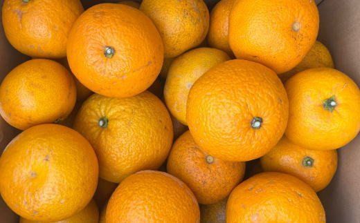 【先行予約】【産直】和歌山由良町産の木成り熟成八朔訳ありご家庭用約10kg（サイズ混合）※2027年3月中旬～2027年4月中旬頃に発送（お届け日指定不可）【tec916C】
