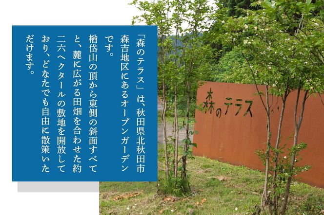 キャンプ 森のテラス キャンプ体験プラン 森吉|mrtr-050101