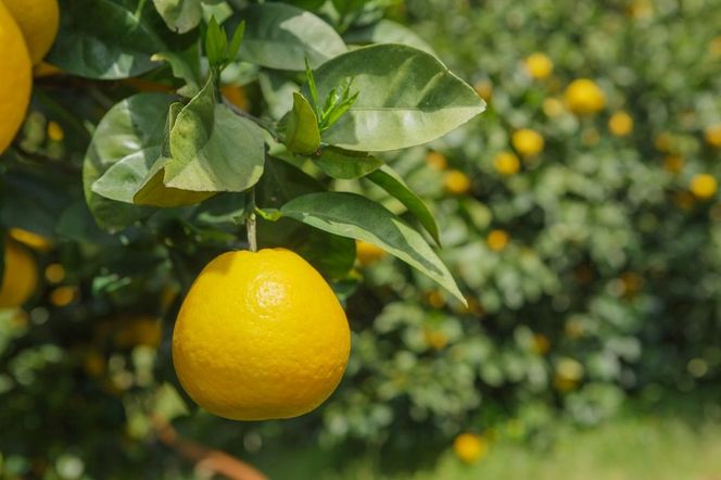 ナダオレンジ(河内晩柑)家庭用9kg（2026年5月中旬より順次発送） IKTC019