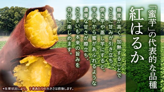 ＼選べる発送方法／ 紅はるか 約 2.5kg （茨城県共通返礼品 [さつまいも]：行方市産） 単品（1回）・定期便（3回 / 6回） べにはるか さつまいも 生芋 芋 サツマイモ 甘い 焼き芋 スイートポテト ねっとり 茨城県産 お取り寄せ 野菜 根菜 いも