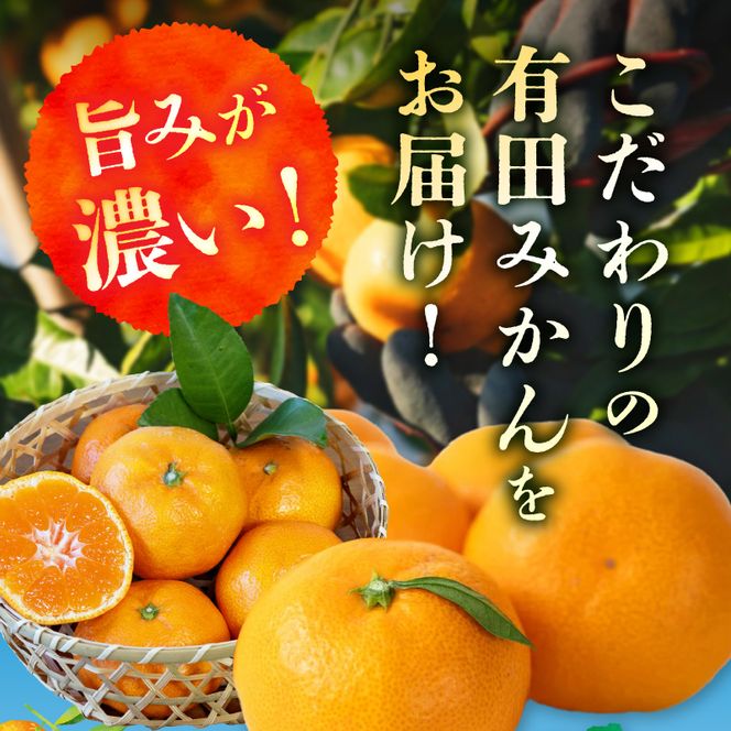 黒潮が育てた 有田みかん 約5kg (Lサイズ) 秀品_AE6103n