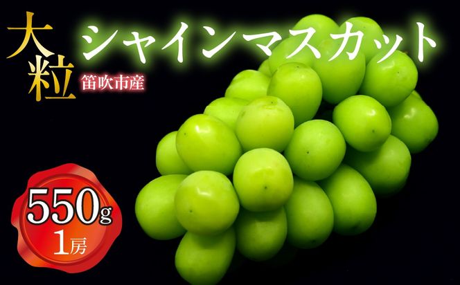 【2026年発送★先行予約】 笛吹市産 大粒シャインマスカット 550g以上(1房)  227-022-26y