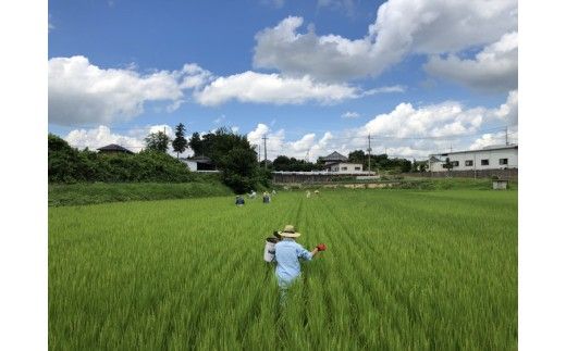 コシヒカリ 精米5kg 亀熊米 令和7年産 【茨城県共通返礼品　桜川市産】 ｜ 茨城県産 白米 米 コメ ※離島への配送不可