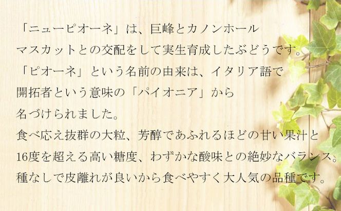 ぶどう 2026年 先行予約 ご家庭用 ニュー ピオーネ 3～6房 約2kg ブドウ 葡萄  岡山県産 国産 フルーツ 果物 岡山のぶどう 旬のフルーツ 旬の果物 大粒 種無し 