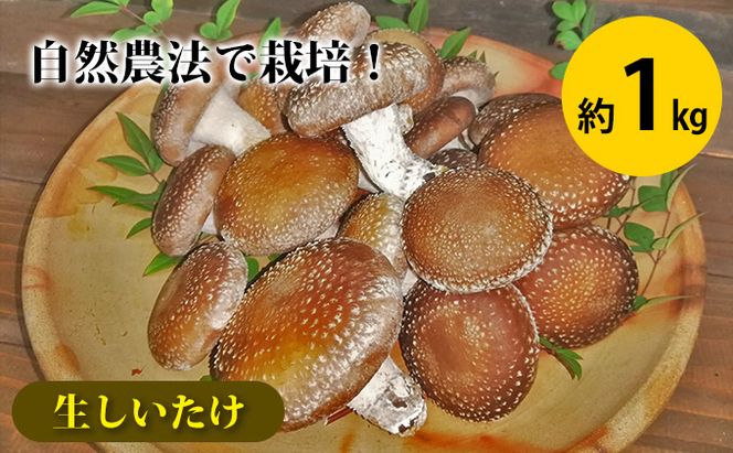 【2026先行予約】生しいたけ 約1kg 菌床栽培 自然農法 野菜 きのこ 旨味 濃厚 肉厚 肉厚しいたけ 食感 自然に近い環境 歯ごたえ バーベキュー 食べ物 食材 日本産 国産 国産野菜 