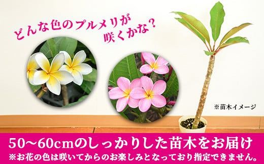 プルメリア 苗/苗木/カット苗/貴重品種 Orange Caramel Nui プルメリア 苗木 プルメリア 苗/苗木/カット苗/貴重品種 Orange