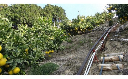 【先行予約】【訳あり】三愛果樹園の土佐文旦10kg / 土佐文旦 みかん 柑橘 ぶんたん ブンタン 果物 フルーツ 〈2027年2月上旬から順次発送〉【三愛果樹園】