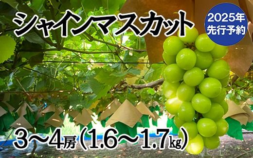 【2025年発送分 先行予約】シャインマスカット（３～４房） 1.6kg～1.7kg　シャイン マスカット ぶどう ブドウ 葡萄 フルーツ 果物 くだもの 山梨 やまなし 富士川町